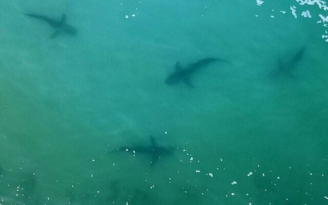 Vue aérienne de requins nageant dans les eaux peu profondes de la Méditerranée au large de la ville côtière israélienne de Hadera, au nord de Tel Aviv, en décembre 2022 (Crédit : JACK GUEZ / AFP)
