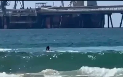 Un nageur est attaqué par un requin au large de Hadera le 21 avril 2025. (Crédit : Capture d'écran/X)