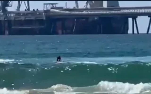 Un nageur est attaqué par un requin au large de Hadera le 21 avril 2025. (Crédit : Capture d'écran/X)
