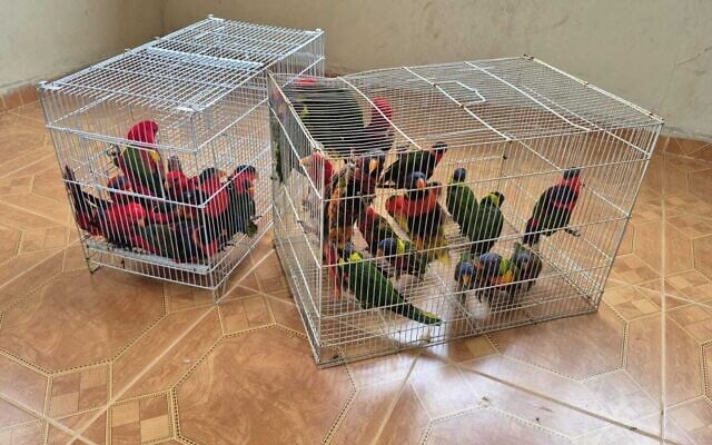 Perroquets retrouvés par la police après avoir été volés au zoo biblique de Jérusalem par des trafiquants d'animaux, le 24 avril 2025. (Crédit : Police israélienne)