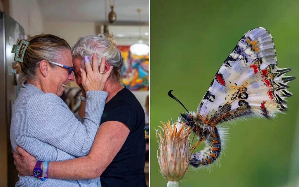 De gauche à droite : Une photo de l'exposition « Habayta » (Retour à la maison) – Le Nord revient à la vie » au parc du lac Hula pendant Pessah 2025 (Crédit Gil Eliyaho) ; Allancastria deyrollei, un papillon de la famille des Papilionidae suivi dans le cadre du Grand Inventaire des Papillons, organisé pendant Pessah 2025 (Crédit : Moshe Lowdon) De gauche à droite : Une photo de l'exposition « Habayta » (Retour à la maison) – Le Nord revient à la vie » au parc du lac Hula pendant Pessah 2025 (Crédit Gil Eliyaho) ; Allancastria deyrollei, un papillon de la famille des Papilionidae suivi dans le cadre du Grand Inventaire des Papillons, organisé pendant Pessah 2025 (Crédit : Moshe Lowdon)