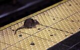 Un rat traversant un quai de métro de Times Square, à New York, le 27 janvier 2015. (Crédit : Richard Drew/AP)
