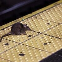 Un rat traversant un quai de métro de Times Square, à New York, le 27 janvier 2015. (Crédit : Richard Drew/AP)