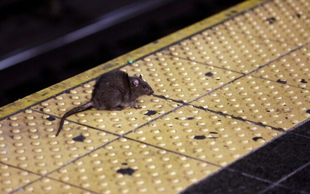 Un rat traversant un quai de métro de Times Square, à New York, le 27 janvier 2015. (Crédit : Richard Drew/AP) Un rat traversant un quai de métro de Times Square, à New York, le 27 janvier 2015. (Crédit : Richard Drew/AP)