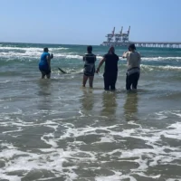 Un requin passe à côté d'un groupe d'hommes au large de la côte méditerranéenne, dans le parc de Hadera Stream, au centre d'Israël, le 25 avril 2025. (Crédit : Sue Surkes/Times of Israel)