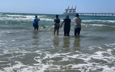 Un requin passe à côté d'un groupe d'hommes au large de la côte méditerranéenne, dans le parc de Hadera Stream, au centre d'Israël, le 25 avril 2025. (Crédit : Sue Surkes/Times of Israel)
