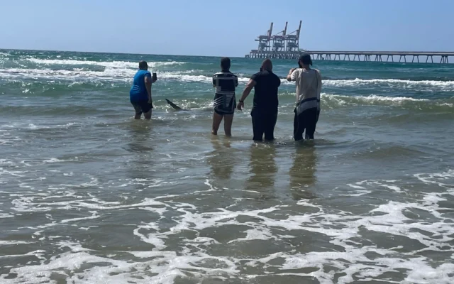 Un requin passe à côté d'un groupe d'hommes au large de la côte méditerranéenne, dans le parc de Hadera Stream, au centre d'Israël, le 25 avril 2025. (Crédit : Sue Surkes/Times of Israel)