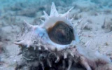 Capture d'écran d'une vidéo d'un mollusque murex. (Crédit : YouTube)