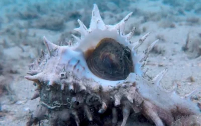 Capture d'écran d'une vidéo d'un mollusque murex. (Crédit : YouTube)