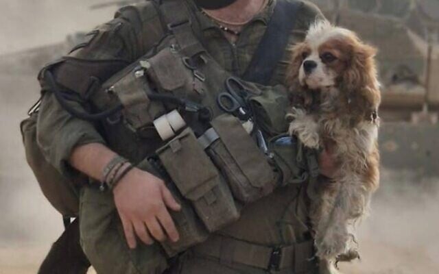 Billy l'épagneul dans les bras d'un soldat israélien, à Gaza, en avril 2025. (Crédit : Réseaux sociaux) Billy l'épagneul dans les bras d'un soldat israélien, à Gaza, en avril 2025. (Crédit : Réseaux sociaux)