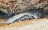 Connu sous le nom de Maya en Israël et d'Anassa à Chypre, ce phoque moine de Méditerranée, l'un des animaux marins les plus rares au monde, se repose avec son petit à Chypre en octobre 2024. (Crédit : Autorisation / Haris Nicolaou)