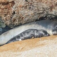 Connu sous le nom de Maya en Israël et d'Anassa à Chypre, ce phoque moine de Méditerranée, l'un des animaux marins les plus rares au monde, se repose avec son petit à Chypre en octobre 2024. (Crédit : Autorisation / Haris Nicolaou)