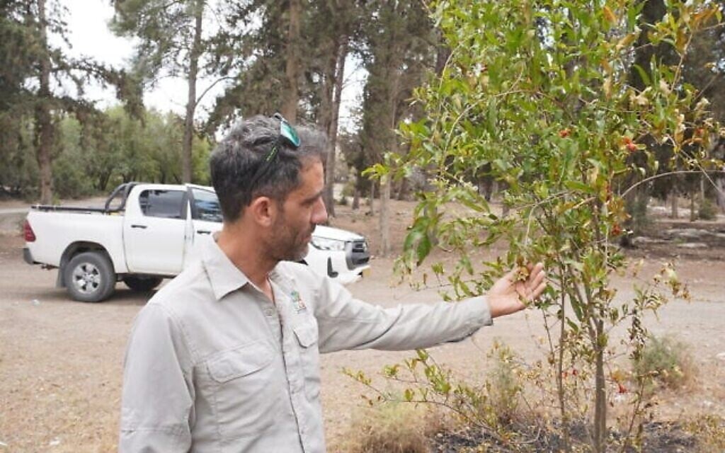 Nitai Zakharia, garde-forestier en chef du parc Canada, montre un grenadier endommagé dans la réserve naturelle, le 4 mai 2025. (Crédit : Charlie Summers/Times of Israel)