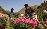 L'Arabie saoudite a exporté pour seulement 141 millions de dollars de produits de parfumerie en 2023, eau de rose inclue. (Crédit : Fayez Nureldine / AFP)