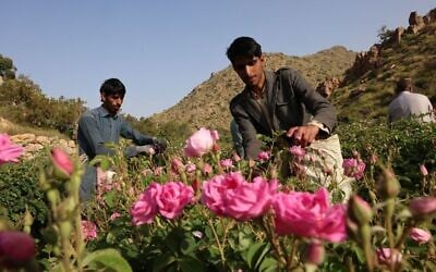 L'Arabie saoudite a exporté pour seulement 141 millions de dollars de produits de parfumerie en 2023, eau de rose inclue. (Crédit : Fayez Nureldine / AFP)