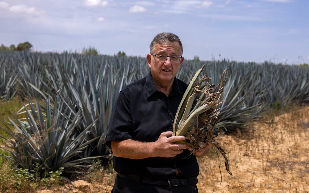 L'homme d'affaires israélien Aviel Leitner pose avec un plant d'agave dans une plantation située à la périphérie d'Urim, dans le nord du désert du Néguev, près de la frontière israélienne avec Gaza, le 4 mai 2025. (Crédit : Menahem Kahana / AFP) L'homme d'affaires israélien Aviel Leitner pose avec un plant d'agave dans une plantation située à la périphérie d'Urim, dans le nord du désert du Néguev, près de la frontière israélienne avec Gaza, le 4 mai 2025. (Crédit : Menahem Kahana / AFP)
