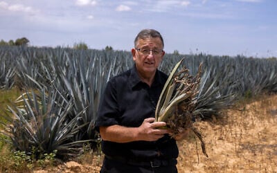 L'homme d'affaires israélien Aviel Leitner pose avec un plant d'agave dans une plantation située à la périphérie d'Urim, dans le nord du désert du Néguev, près de la frontière israélienne avec Gaza, le 4 mai 2025. (Crédit : Menahem Kahana / AFP)