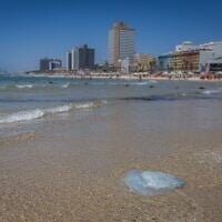 Une méduse sur la plage, à Tel Aviv, le 20 juin 2025. (Crédit : Chaïm Goldberg/Flash90)