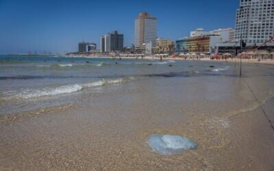 Une méduse sur la plage, à Tel Aviv, le 20 juin 2025. (Crédit : Chaïm Goldberg/Flash90)