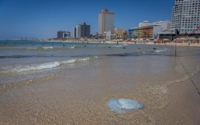 Une méduse sur la plage, à Tel Aviv, le 20 juin 2025. (Crédit : Chaïm Goldberg/Flash90)