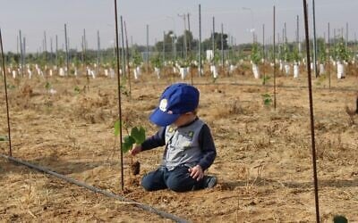 Un enfant en train de planter un pied de vigne au kibboutz Kerem Shalom, sur une image publicitaire non datée (Autorisation/Kerem Shalom)