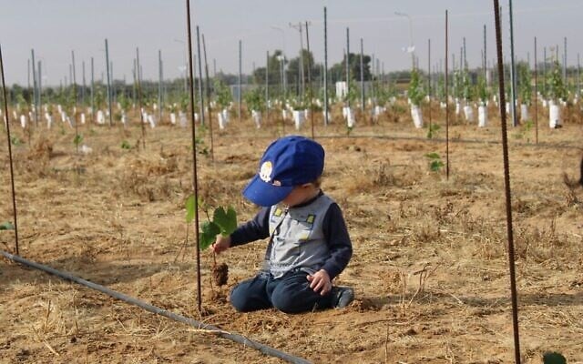 Un enfant en train de planter un pied de vigne au kibboutz Kerem Shalom, sur une image publicitaire non datée (Autorisation/Kerem Shalom)