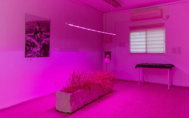 « With the Wheat » (Avec le blé) de Noa Arad Yairi, pour l'exposition Ramat Yohanan Shavouot, du 30 mai au 30 juin 2025. (Crédit : Elad Sarig)