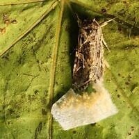 Une femelle papillon de nuit pond des œufs sur une feuille. (Dana Ment, Institut Volcani)