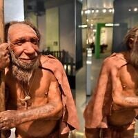 La reconstitution d'un Homo neanderthalensis, qui a vécu en Eurasie il y a environ 400 000 à 40 000 ans, est exposée au Musée de l'Homme de Neandertal, à Mettmann, en Allemagne, le 3 juillet 2019. (Crédit : Martin Meissner/AP)