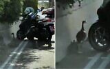 Des canards égarés sur la route 1, le 9 juillet 2025. (Crédit : Capture d'écran ; utilisé conformément à l'article 27a de la loi sur le droit d'auteur)