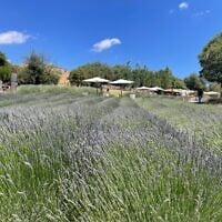 Les champs de lavande de la ferme  de Sade, au kibboutz Ein Zivan sur le plateau du Golan, le 1er juin 2025 (Crédit : Jessica Steinberg/Times of Israel).