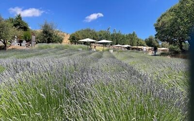 Les champs de lavande de la ferme  de Sade, au kibboutz Ein Zivan sur le plateau du Golan, le 1er juin 2025 (Crédit : Jessica Steinberg/Times of Israel).