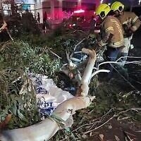 Les premiers secours sur les lieux de l'incident, à l'hôpital Shamir, le 28 juillet 2025. (Crédit : ZAKA)