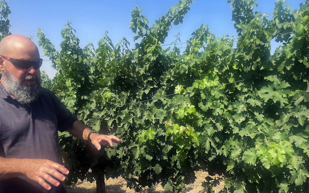 Asaf Gilai, vigneron, pose devant ses pieds de cabernet dans le moshav Nir David, en juin 2025. (Crédit : Jessica Steinberg/Times of Israel) Asaf Gilai, vigneron, pose devant ses pieds de cabernet dans le moshav Nir David, en juin 2025. (Crédit : Jessica Steinberg/Times of Israel)