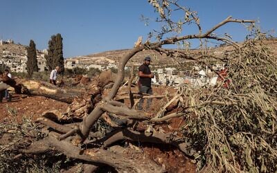 Des Palestiniens inspectant des oliviers qui auraient été déracinés par des soldats israéliens à l'aide d'un bulldozer dans le village d'al-Mughayyir, en Cisjordanie, au nord de Ramallah, le 24 août 2025. (Crédit : Zain Jaafar/AFP) Des Palestiniens inspectant des oliviers qui auraient été déracinés par des soldats israéliens à l'aide d'un bulldozer dans le village d'al-Mughayyir, en Cisjordanie, au nord de Ramallah, le 24 août 2025. (Crédit : Zain Jaafar/AFP)