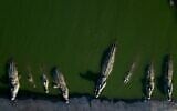 Des crocodiles se reposent dans l'eau d'une ferme de la vallée du Jourdain, en Cisjordanie, le 6 août 2018. (Crédit : AP Photo/Dusan Vranic/Archive)