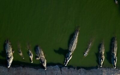 Des crocodiles se reposent dans l'eau d'une ferme de la vallée du Jourdain, en Cisjordanie, le 6 août 2018. (Crédit : AP Photo/Dusan Vranic/Archive)