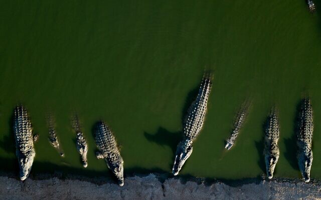 Des crocodiles se reposent dans l'eau d'une ferme de la vallée du Jourdain, en Cisjordanie, le 6 août 2018. (Crédit : AP Photo/Dusan Vranic/Archive)