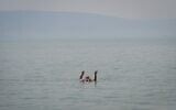 Un Israélien se laisse flotter sur le lac de Tibériade au milieu d'une vague de chaleur, le 14 août 2025. (Crédit : Michael Giladi/Flash90)