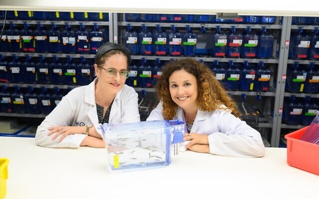 Les Pr. Shoshana Greenberger (à gauche), directrice du centre multidisciplinaire d'études sur les anomalies vasculaires du centre hospitalier Sheba, et Karina Yaniv du département d'immunologie et de biologie régénérative de l'Institut Weizmann. (Crédit : Autorisation)