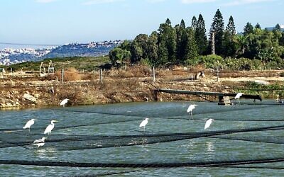 Des oiseaux se rassemblent dans les étangs piscicoles du kibboutz Ma'agan Michael, sur la côte nord. (Crédit : Yigal Zalmanson Pikiwiki Israel/CC BY 2.5/
 Wikimedia Commons)