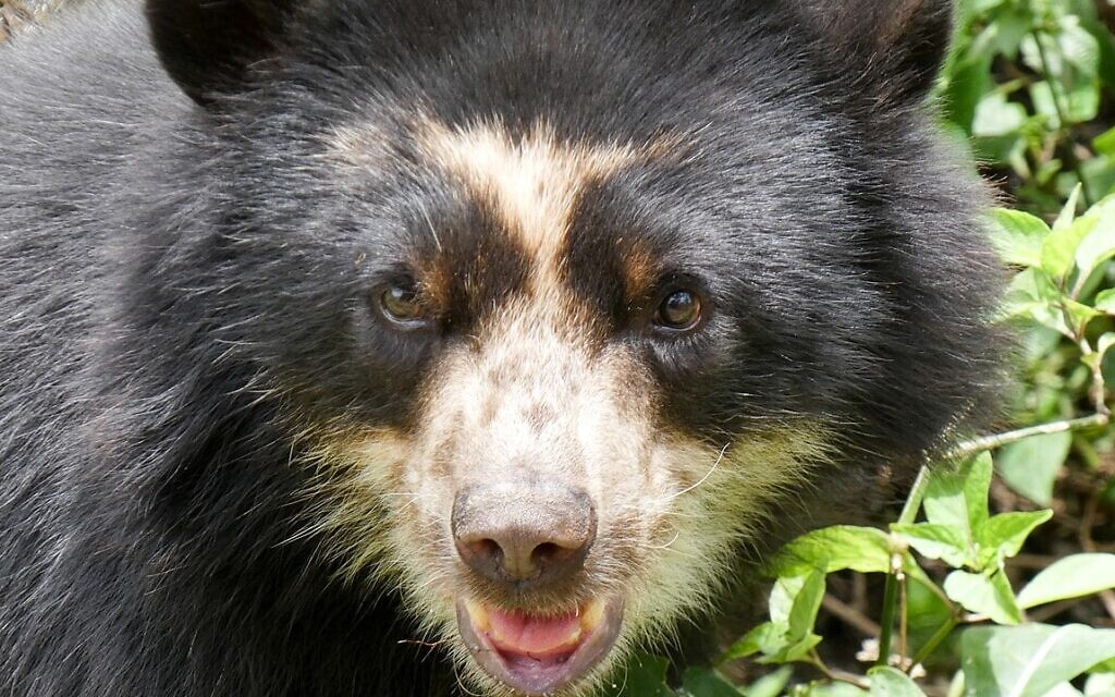 L'ours andin (à lunettes) (photographié ici au Pérou) parcourt la région amazonienne du Putumayo en Colombie, dont TiME tente d'acquérir une partie cette année. (Crédit : BluesyPete, CC BY-SA 3.0, Wikimedia Commons) L'ours andin (à lunettes) (photographié ici au Pérou) parcourt la région amazonienne du Putumayo en Colombie, dont TiME tente d'acquérir une partie cette année. (Crédit : BluesyPete, CC BY-SA 3.0, Wikimedia Commons)