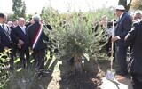 Plantation d'un nouvel olivier en hommage à Ilan Halimi, à Épinay-sur-Seine, le 17 septembre 2025, (Crédit :
NICOLAS GARCIA, HELOISE DROUET/AFPTV)