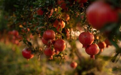 Plantation de grenadiers au Moshav Kfar Achim, dans le centre-sud d'Israël, le 8 septembre 2019. (Crédit : Mila Aviv/Flash90)