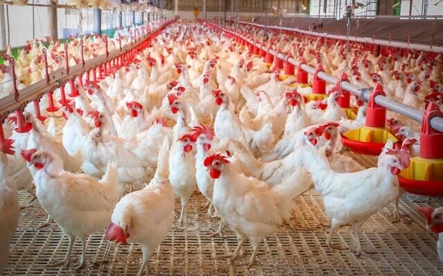 Des poulets dans un poulailler, en Israël, le 11 août 2020. (Crédit : Yossi Aloni/FLASH90)
