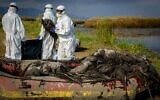 Illustration : Le personnel du ministère de l'Agriculture travaillant en tenue de protection pour nettoyer les cadavres de grues infectées par l'influenza (grippe) aviaire dans la réserve du lac Hula, dans le nord d'Israël, le 2 janvier 2022. (Crédit : Moraz Brom/Flash90)