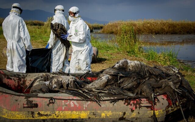 Illustration : Le personnel du ministère de l'Agriculture travaillant en tenue de protection pour nettoyer les cadavres de grues infectées par l'influenza (grippe) aviaire dans la réserve du lac Hula, dans le nord d'Israël, le 2 janvier 2022. (Crédit : Moraz Brom/Flash90) Illustration : Le personnel du ministère de l'Agriculture travaillant en tenue de protection pour nettoyer les cadavres de grues infectées par l'influenza (grippe) aviaire dans la réserve du lac Hula, dans le nord d'Israël, le 2 janvier 2022. (Crédit : Moraz Brom/Flash90)