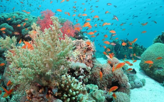 Coraux dans le golfe d'Aqaba, au large des côtes d'Eilat, dans le sud d'Israël. (Crédit : Prof. Maoz Fine)