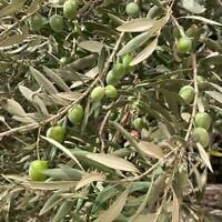 Illustration. Des oliviers dans le centre du Liban, montrant les types de bois et de fruits oléagineux utilisés dans une étude sur l'agriculture à l'âge de Bronze et à l'âge de Fer publiée dans PLOS ONE, le 17 septembre 2025. (Crédit : Dr Kamal Badreshany)