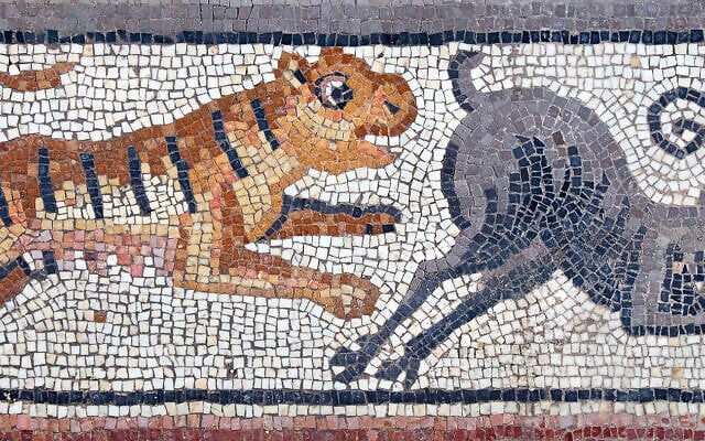Au cours des fouilles menées en 2023 dans la synagogue de Huqoq, dans le nord d'Israël, les archéologues ont mis au jour une partie de la mosaïque représentant un tigre poursuivant un bouquetin. (Crédit : Jim Haberman/UNC)